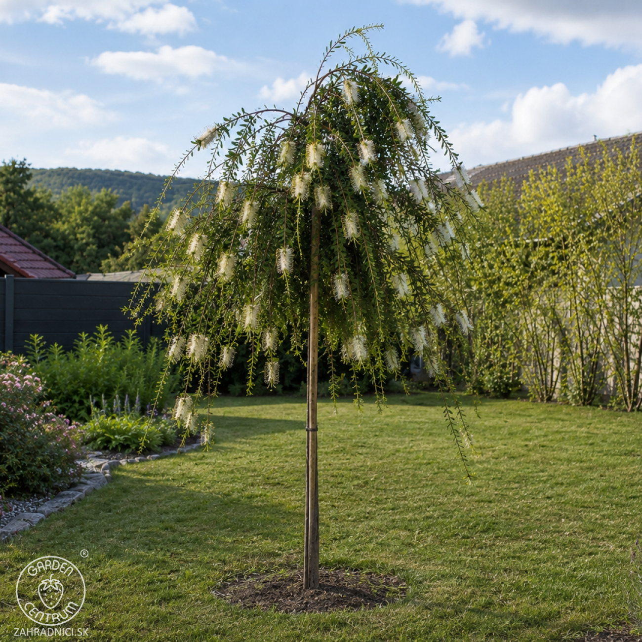 Obrázok Tyčinkovec kopijovitolistý (Callistemon pallidus) ´BIANCO´ PENDULA - výška 200-220 cm, kont. C15L -  NA KMIENKU, biely